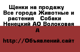 Щенки на продажу - Все города Животные и растения » Собаки   . Ненецкий АО,Волоковая д.